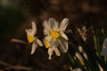 White daffodils flowers in soft morning sunlight
