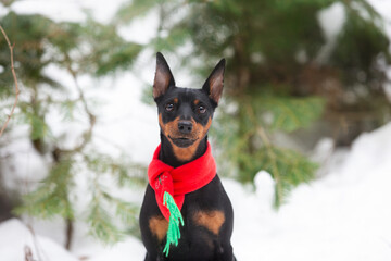 Beautiful miniature pinscher in a christmas red and green scarf scarf sitting in the forest in...