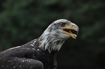 Weißkopfseeadler, Eagle,,
Haliaeetus leucocephalus