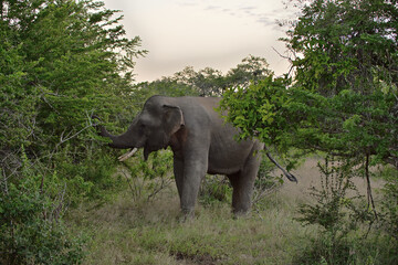 Ein asiatischer Elefant mit Stoßzähnen, der Zweige auf einem grünen Busch abreißt