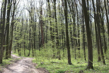 
The forest wakes up in the spring. The grass and trees have turned green.
 The road runs through the forest