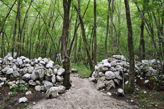 Path in the Wood. Julian Alps, Slovenia