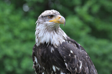 Obraz premium Weißkopfseeadler, Eagle,, Haliaeetus leucocephalus