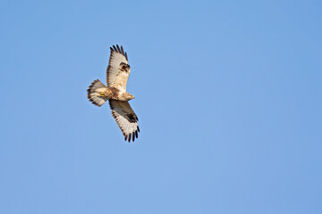 A rough-legged buzzard flying on a cold winters day.
