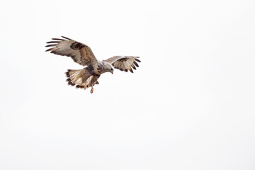 A rough-legged buzzard hovering in search for prey