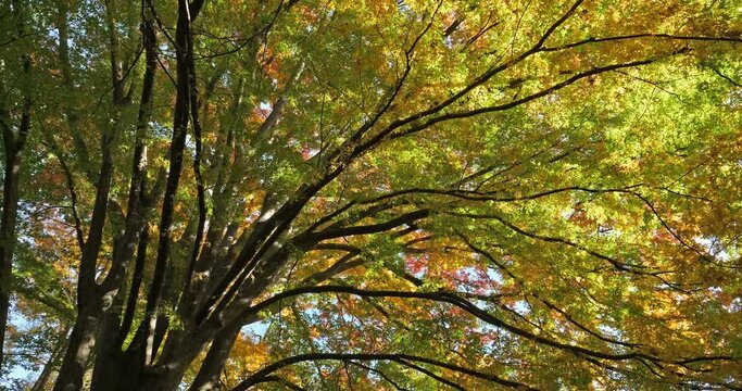 Japanese zelkova known as Japanese elm or keyaki