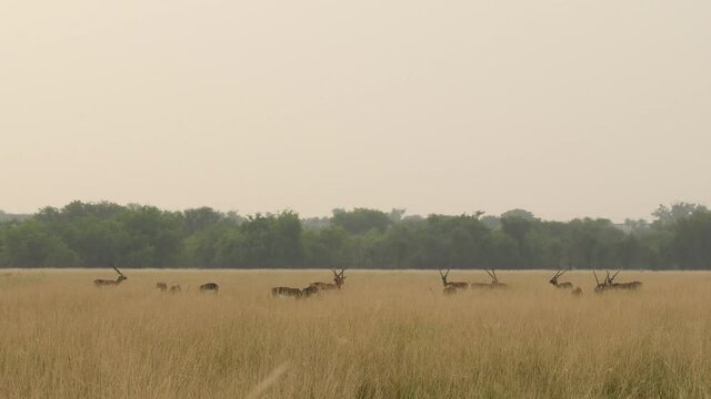 Establishing shot of blackbuck or antilope cervicapra herd grazing grass and walking in grassland of tal chhapar sanctuary churu rajasthan india