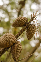 piñas de pinos secas, en el bosque 