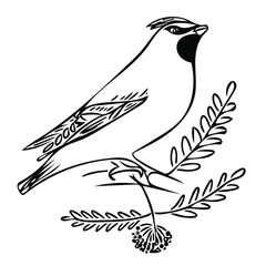 Bird the Waxwing sitting on a branch of Rowan. Vector doodle illustration for cute holiday design, logos and greeting cards.