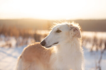 Fototapeta na wymiar Profile Portrait of young beige Russian borzoi dog in the snow field at sunset in winter