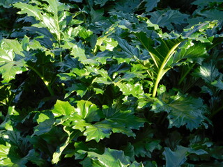 Bear’s breeches, or oyster plant, or Acanthus mollis foliage in Athens, Greece