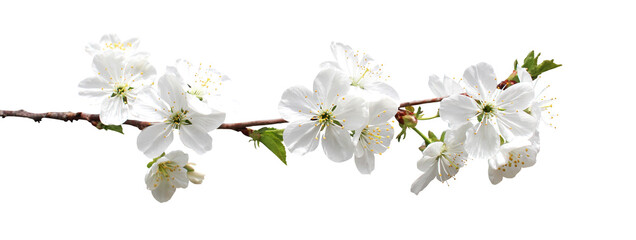 Obraz na płótnie Canvas sakura flowers isolated on white background
