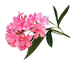 oleander flower isolated on white background