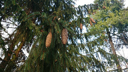 Szyszki świerkowe. © WalDec