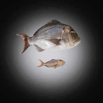 Pesce dentice
