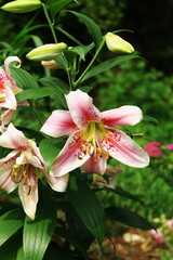 pink lily flowers