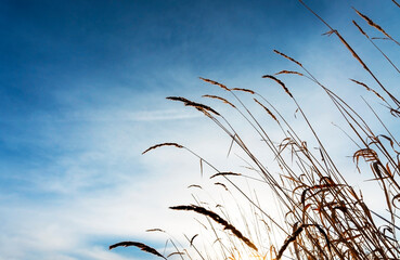 Fototapeta premium Dry grass spikelet of reed close-up on the background of blue cloudy sky , landscape. Abstract natural background with copy space, minimalism, design