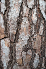 Tree bark texture. Tree bark texture.