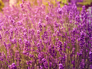 Lavender flowers in flower garden.