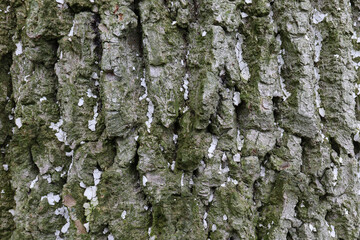 Tree bark texture background for design moss and bark