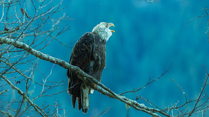 Bald Eagle in British Columbia CANADA