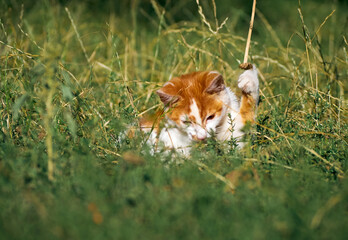 Kitten playing in the grass.