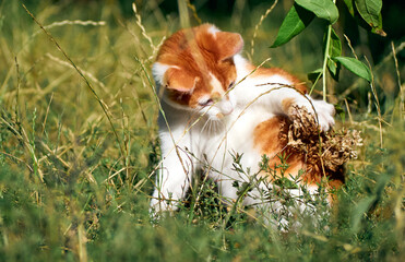 Kitten playing in the grass.