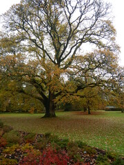 Fall Landscape in Country