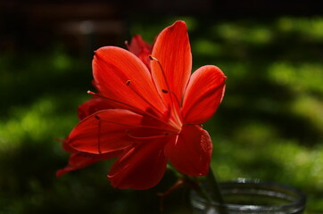 Beautiful red hippeastrum, amaryllis flowers in the garden.A beautiful bouquet of flowers.Dutch flowers.Beautiful composition.