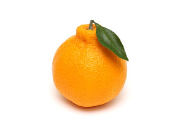 한국 제주 한라봉 귤