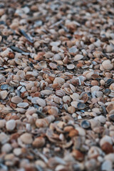 shells sylt