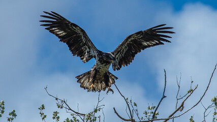 Bald Eagle in British Columbia CANADA