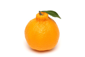 한국 제주 한라봉 귤