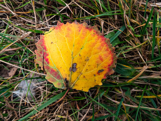 A fresh aspen leaf in autumn on the ground. Fall pigments in a leaf changing colors. Leaf with...
