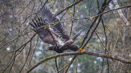 Bald Eagle in British Columbia CANADA