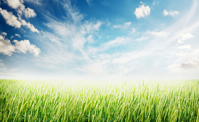 Fototapeta na wymiar Green rye or wheat field and blue sky