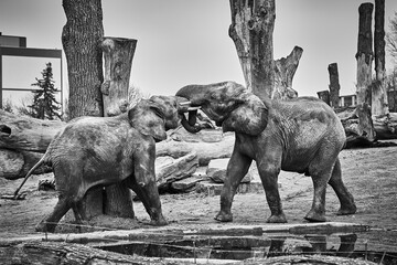 Fighting Elefants