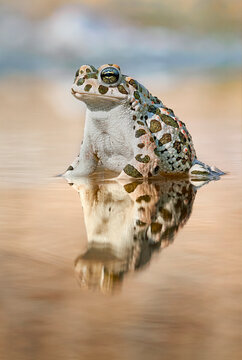 The European green toad (Bufotes viridis) taking bath in evening's rays.