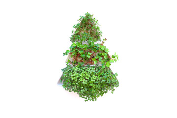 Sprouted radish seeds microgreens. Earth Day. Seed Germination at home. Space for text. Concept...