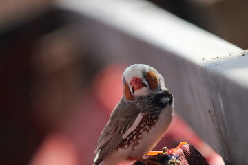 bird on a fence