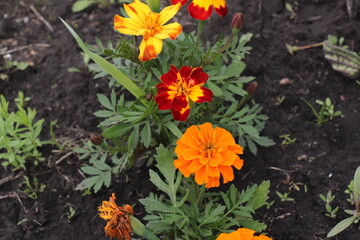 marigold flowers in the garden