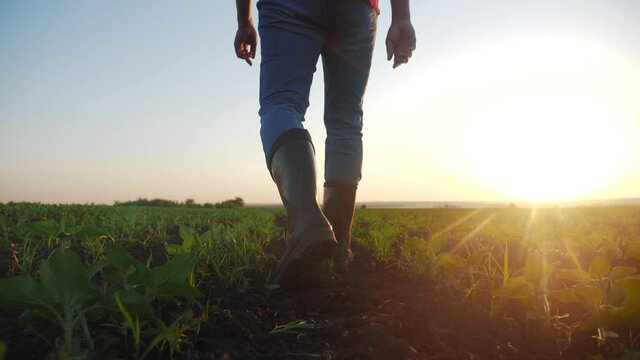 agriculture. man farmer in rubber boots walks country road near a green field of wheat grass. farmer worker goes home after crop harvesting end of the working day feet in rubber boots agriculture