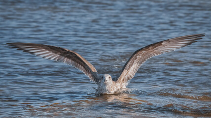 Landende Möwe im Wasser