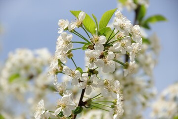 Beautiful white cherry blossoms on a Bush branch on a blue background close up
