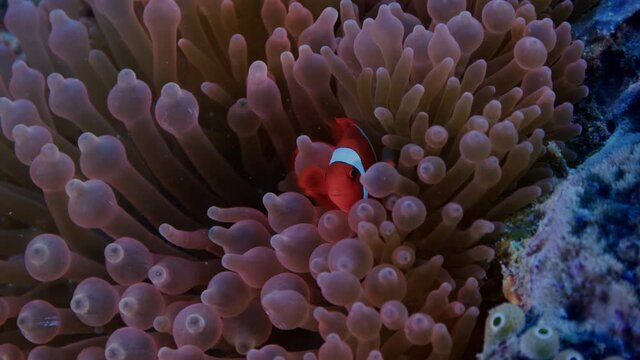 A Spinecheek anemonefish (Premnas biaculeatus) snuggles into the tentacles of its host anemone, Raja Ampat, Indonesia, slow motion