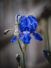blue iris flower