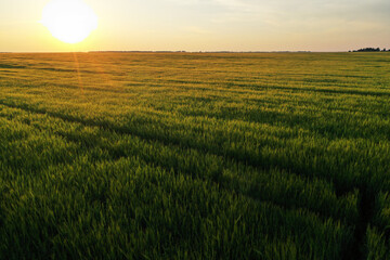 Fototapeta na wymiar endless wheat field