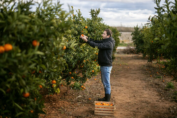 A man cuts tangerines from a tree and puts them in a box, harvesting on an orange plantation, tangerines on a tree, oranges growing on a tree. 4k video