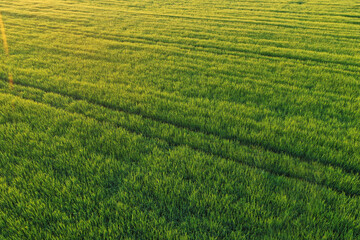 endless wheat field