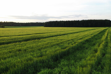 Obraz premium endless wheat field